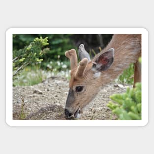 Wild black-tailed deer Sticker